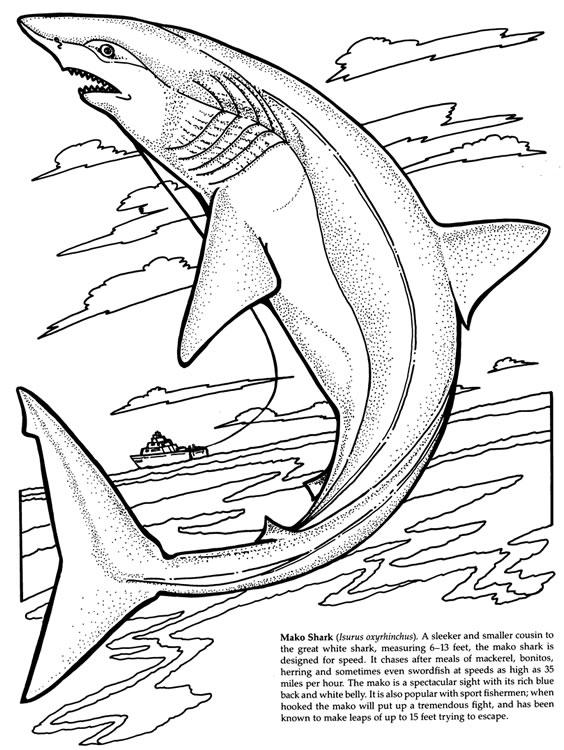 564x750 Nurse Shark Coloring Page Animals Town Animals Color Sheet Nurse