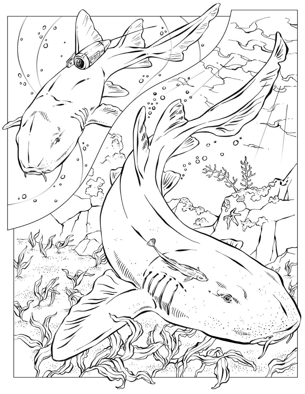 989x1280 Coloring Book Animals (J To Z) Nurse Shark, Tattoo And Tatting
