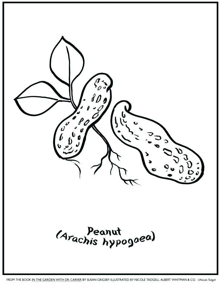 728x942 Nut Coloring Page Nut Job Coloring Pages