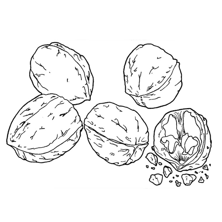 760x760 Nut Coloring Pages Macadamia Page Handipoints