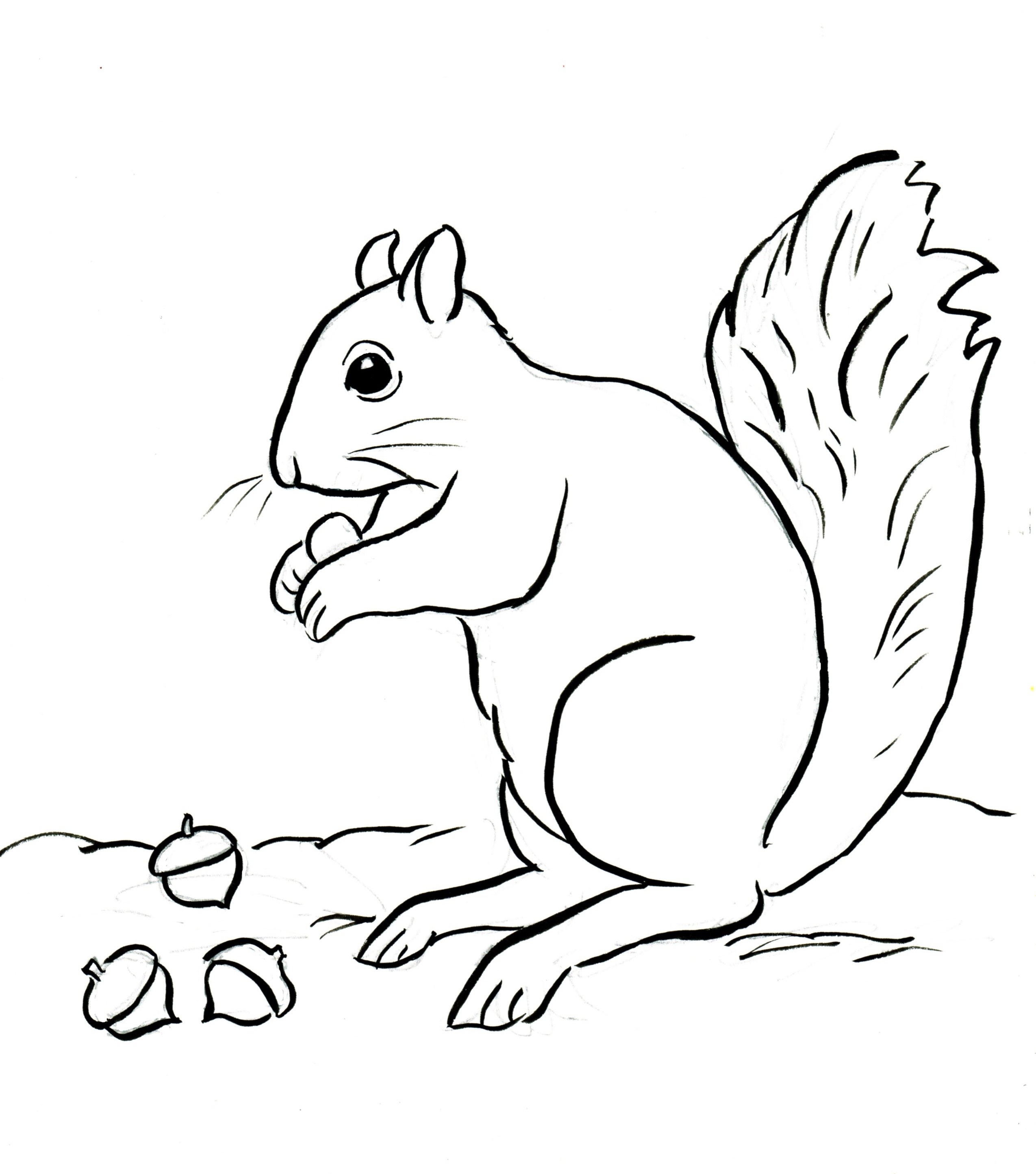 2549x2889 Squirrel Eating Nuts Coloring Pages