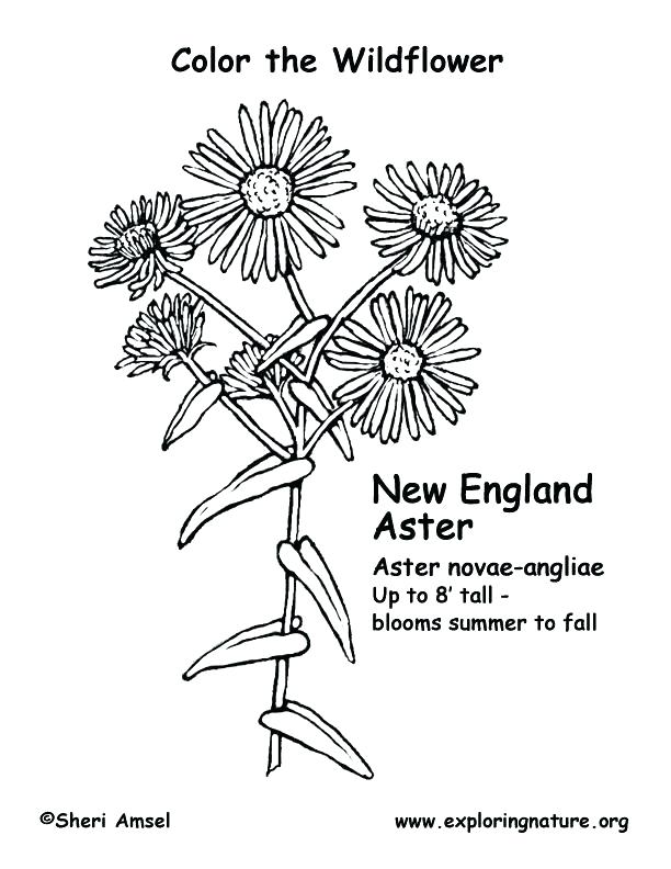 612x792 Ny Giants Coloring Pages Teams Logos Coloring Pages Cool Coloring