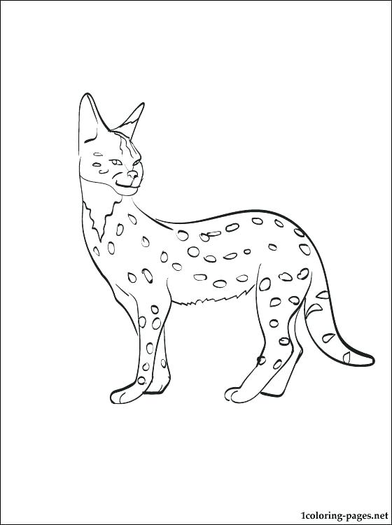 560x750 Nyan Cat Coloring Pages Nyan Cat Coloring Page