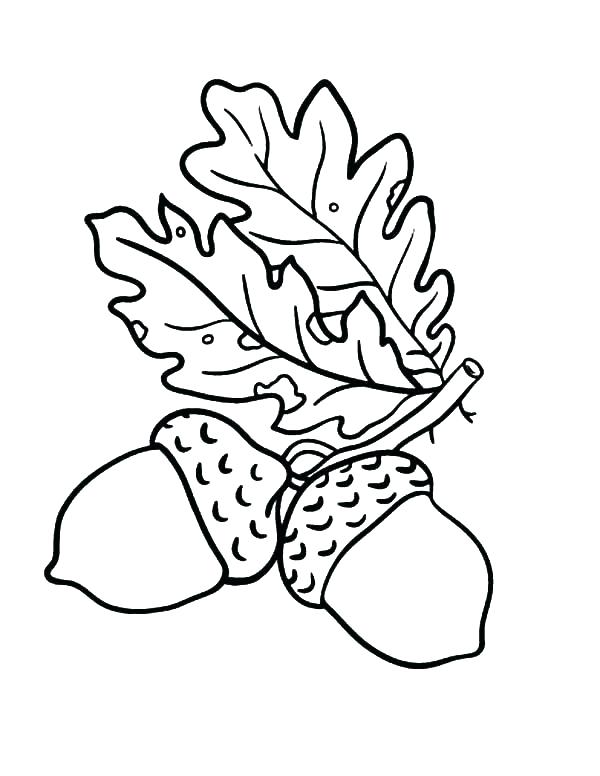 600x776 Acorn Coloring Page Oak Leaf Coloring Page Acorn Coloring Pages