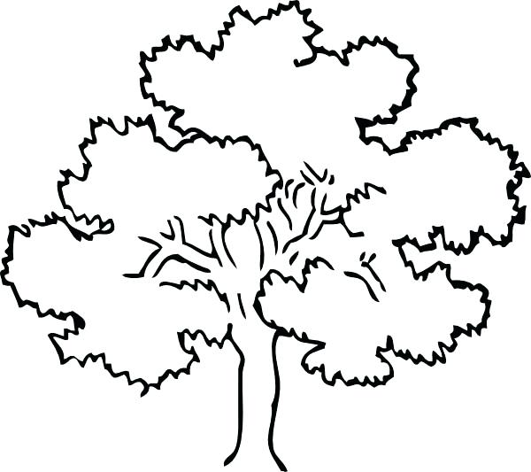 600x533 Tree Coloring Pages Tree Color Page Oak Tree Coloring Page