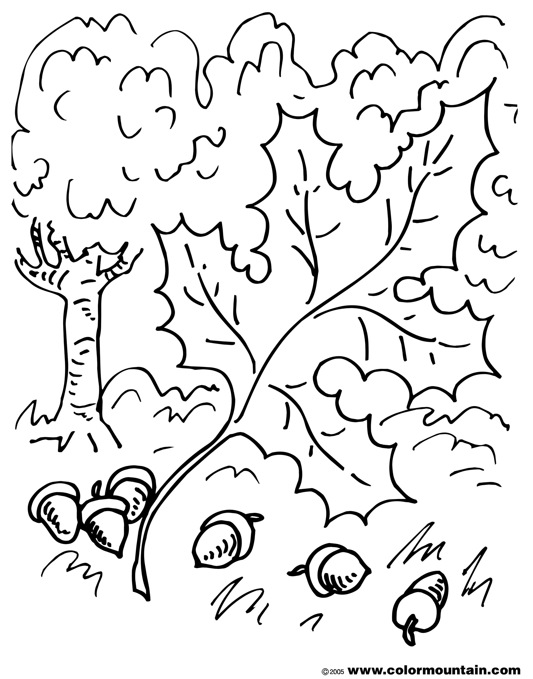 1800x2294 Awesome Excellent Acorn Tree Coloring Page Ideas Example Resume