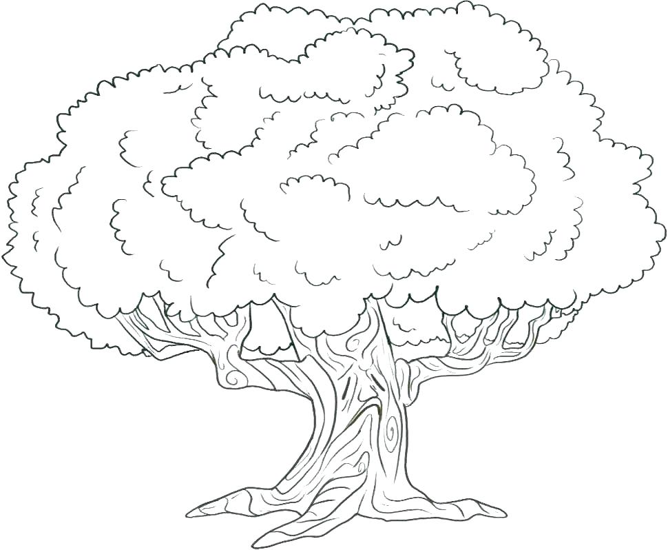 970x798 Oak Tree Coloring Page Shippa.co