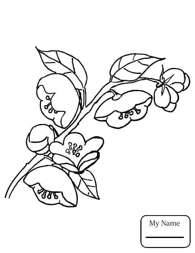 624x808 Coloring Pages Of Trees With Leaves Coloring Page Tree Oak Tree