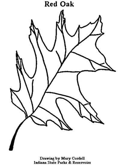 393x550 Coloring Pages Plants Cute Coloring Oak Leaf Printable Coloring