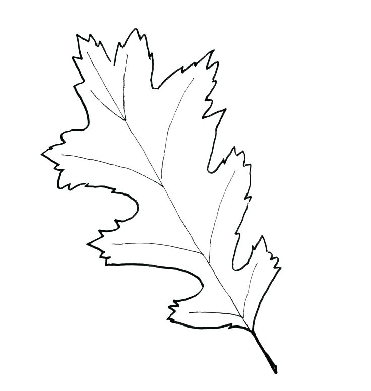736x776 Free Printable Leaf Coloring Pages Marvellous Leaf Printable