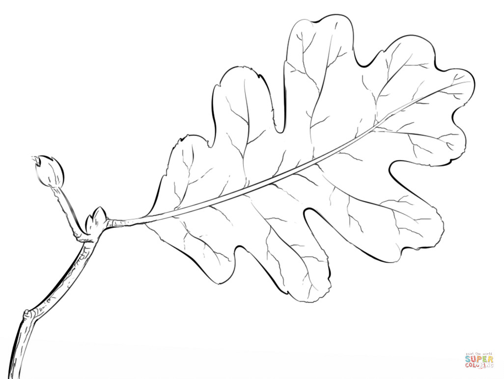 1026x772 Oak Leaf Coloring Page Acpra