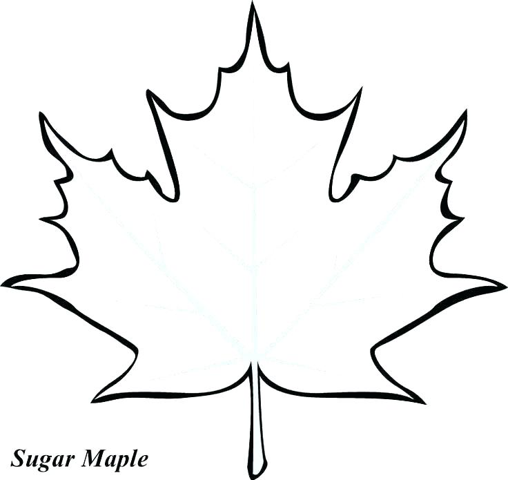 736x695 Oak Leaf Coloring Page Oak Leaf Coloring Page Leaves Printable