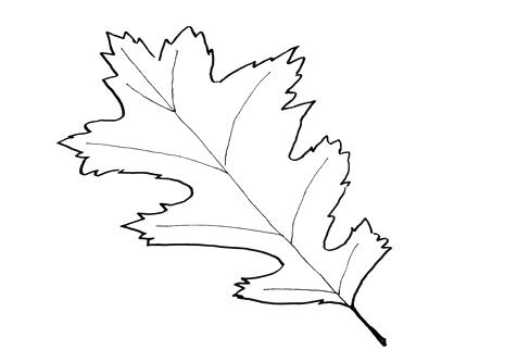 476x333 Unusual Oak Leaf Coloring Pages Contemporary Resume Ideas Coloring