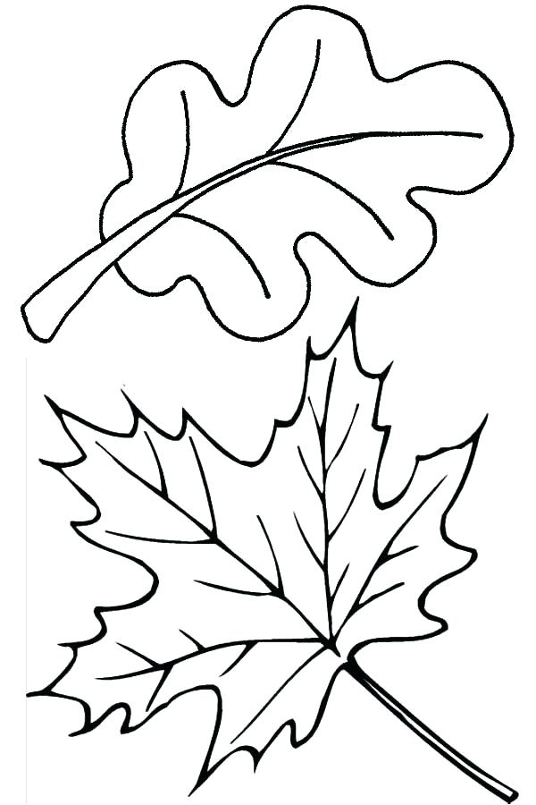 600x900 Coloring Leaves Fall Leaves Coloring Pages Maple And Oak Fall Leaf