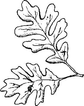 284x356 Coloring Pages