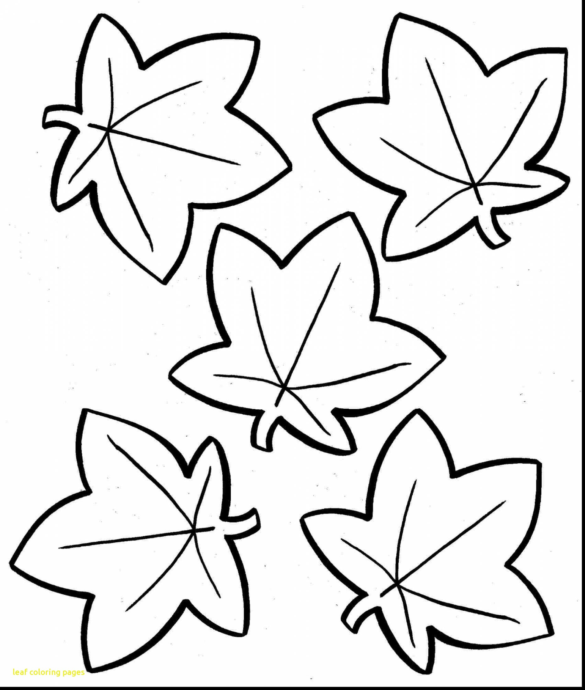 1863x2200 Coloring Pages For Fall Trees New Eastern Black Oak Leaf Beauteous
