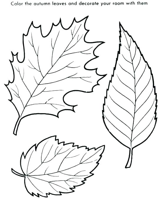 550x672 Coloring Pages Of Leaves Oak Leaf Coloring Page Leaf Coloring