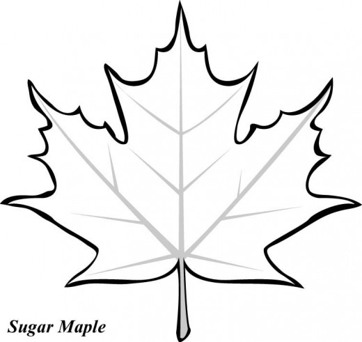 520x491 Leaf Printable Coloring Pages Clipart Panda