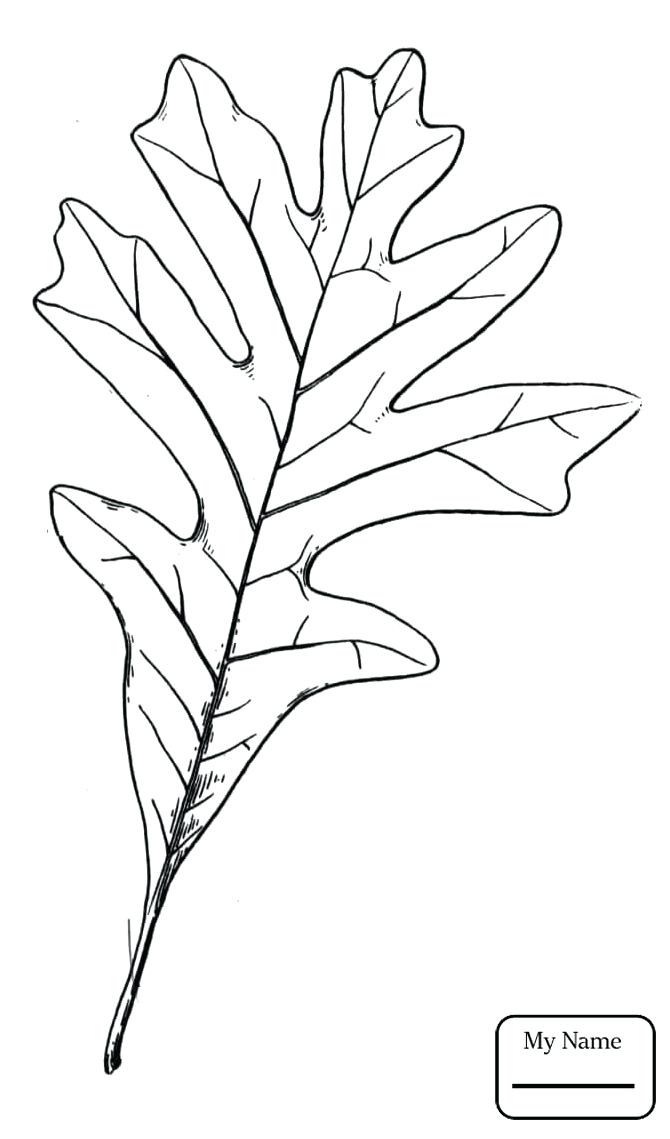 670x1139 Oak Leaf Coloring Page Leaf Coloring Page Oak Leaf Coloring Pages