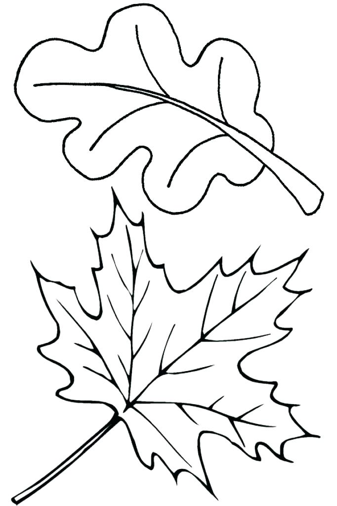 682x1024 Oak Leaf Coloring Page Oak Leaf Coloring Page Oak Leaf Coloring