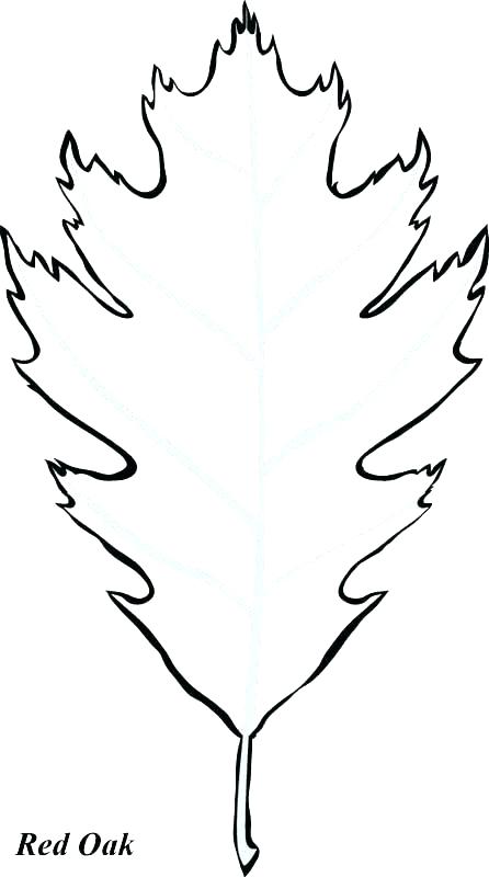 446x800 Black Oak Leaf Outline Oak Leaf Pictures Free Download Best Oak