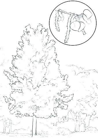 340x480 Oak Tree Coloring Page Coloring Page Tree Oak Tree Coloring Page