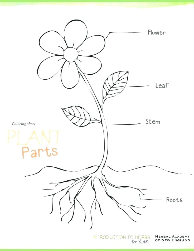 736x952 Oak Tree Coloring Page Coloring Pages Trees Plants And Flowers