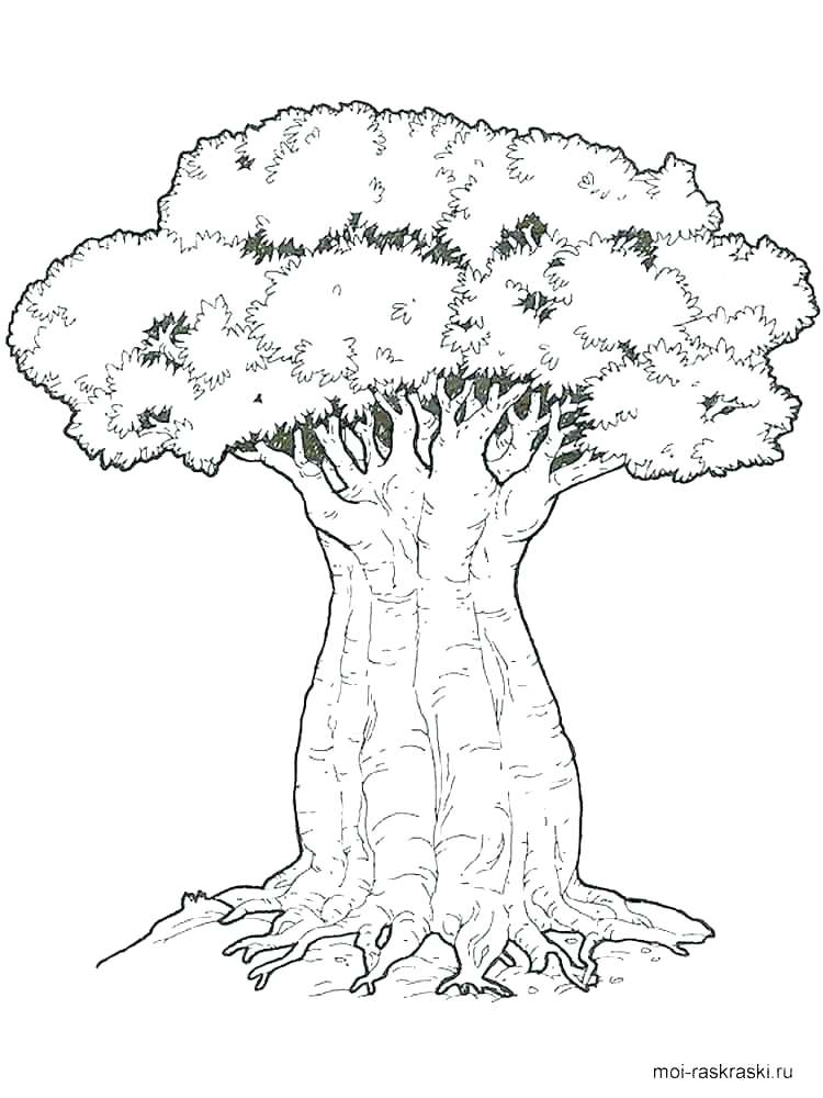 750x1000 Coloring Pages Of Trees Oak Tree Oak Tree Coloring Page For Kids