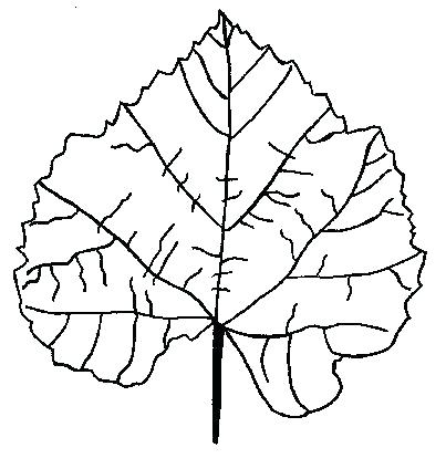 403x424 Fall Harvest Coloring Pages Oak Tree Leaves Coloring Pages Oak