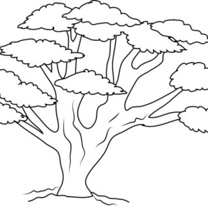 300x300 Giant Oak Tree Coloring Page Color Luna