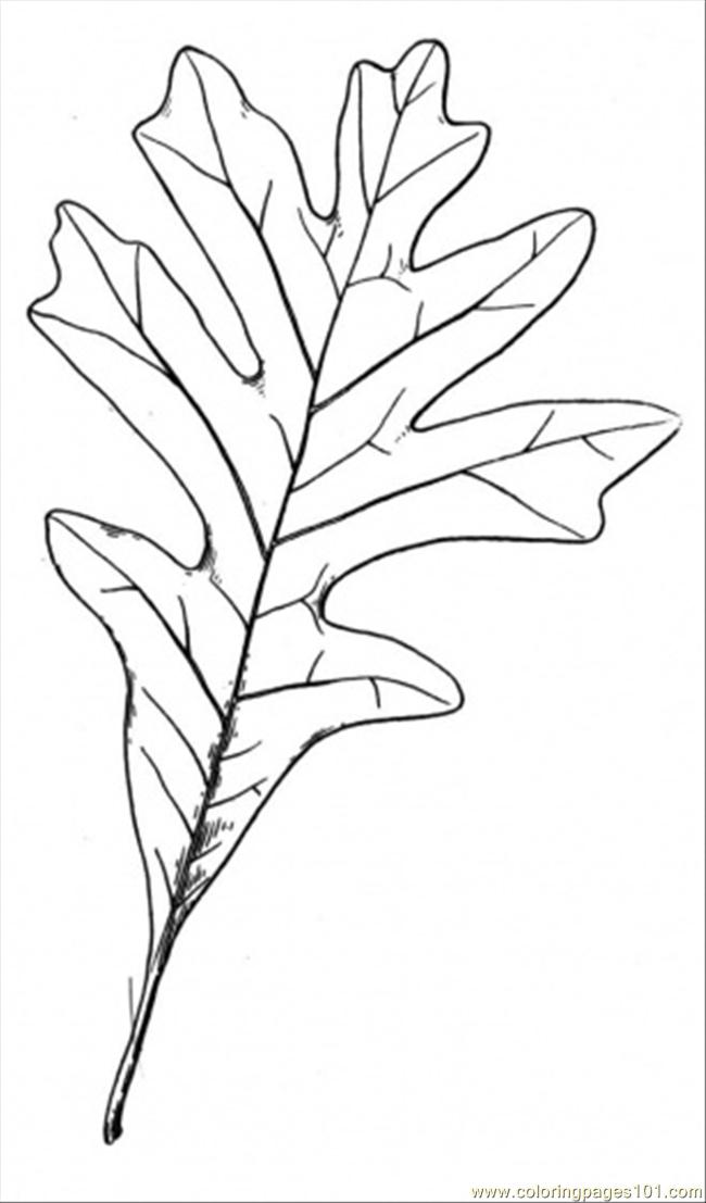 650x1107 Oak 16 Coloring Page
