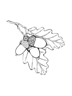 236x314 Oak Tree Coloring Page Mandala Oak Tree, Mandalas And Worksheets