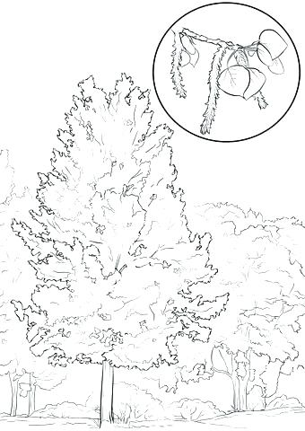 340x480 Oak Tree Coloring Page Tree Coloring Pages In Addition Click