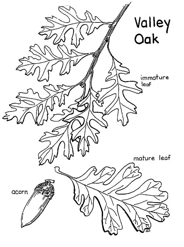 600x804 Oak Tree Valley Oak Tree Leaves And Fruit Coloring Page (Quercus