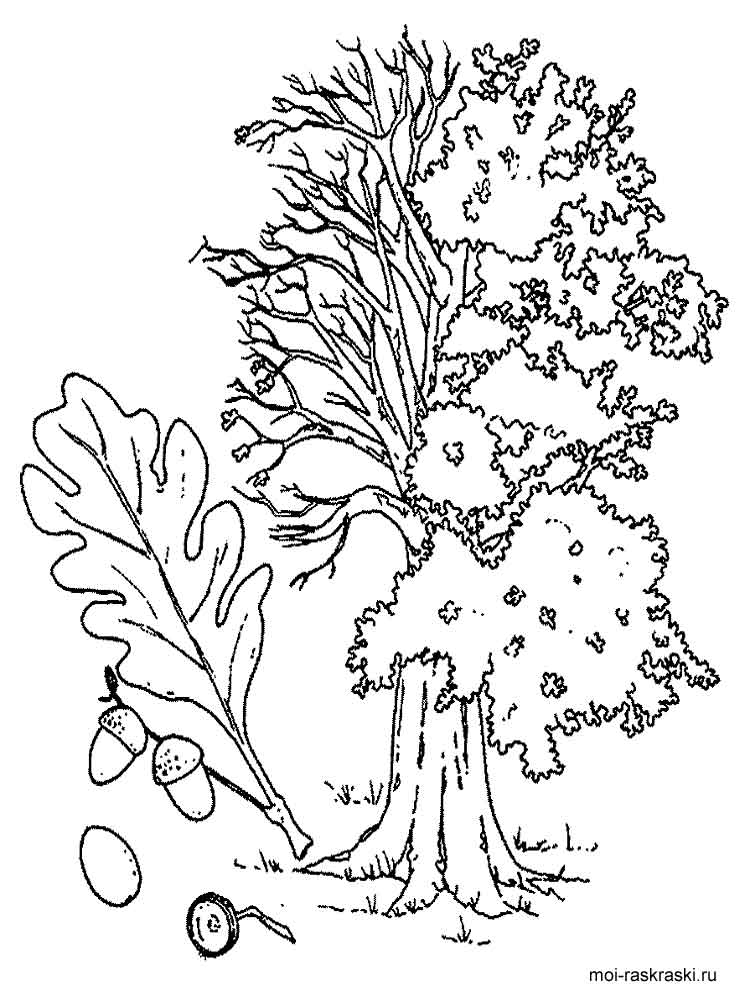 750x1000 Oak Tree Coloring Pages For Kids. Free Printable Oak Tree Coloring