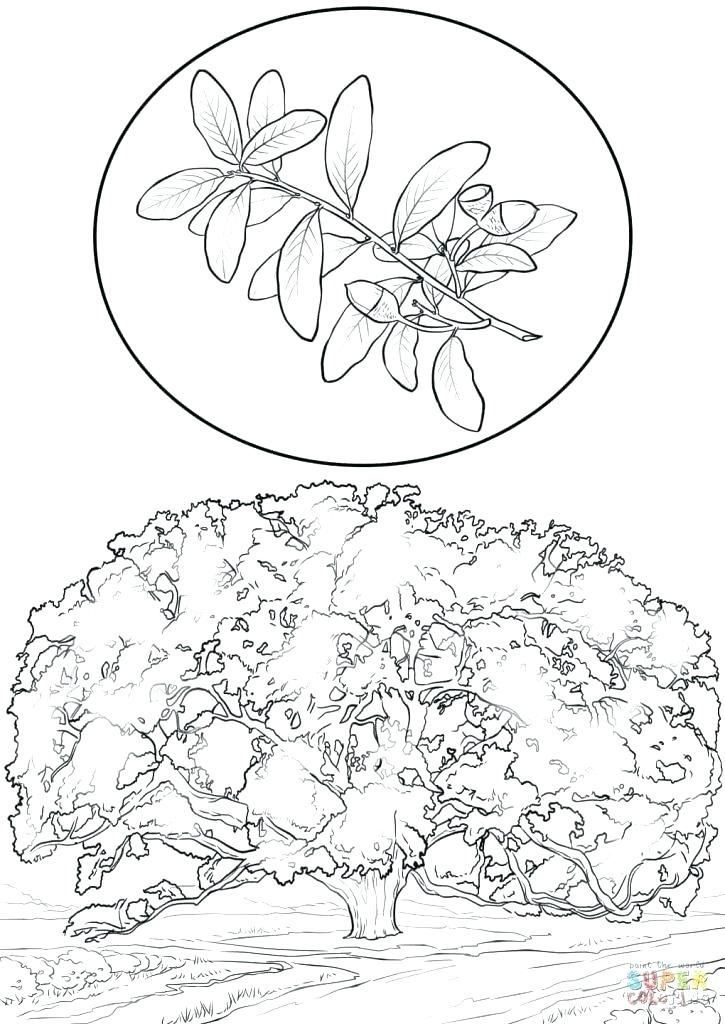 725x1024 Printable Tree Coloring Pages