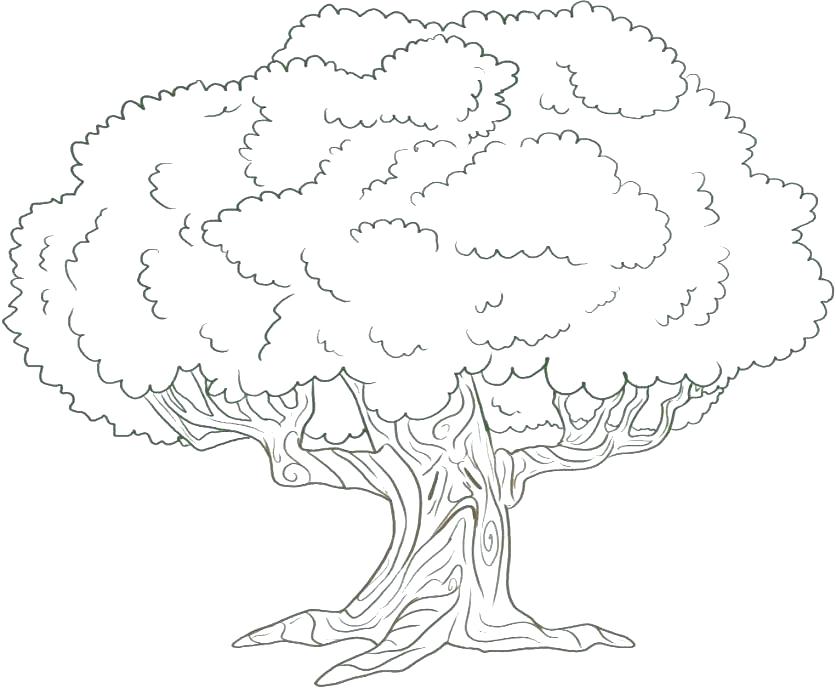 836x688 Oak Tree Coloring Pages Teleks.site