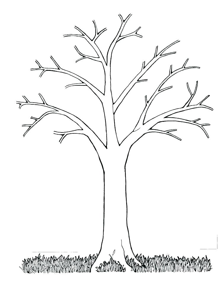 736x948 Coloring Page Tree Oak Tree Coloring Page Tree Coloring Pages Tree