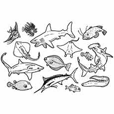 Ocean Animals Coloring Pages