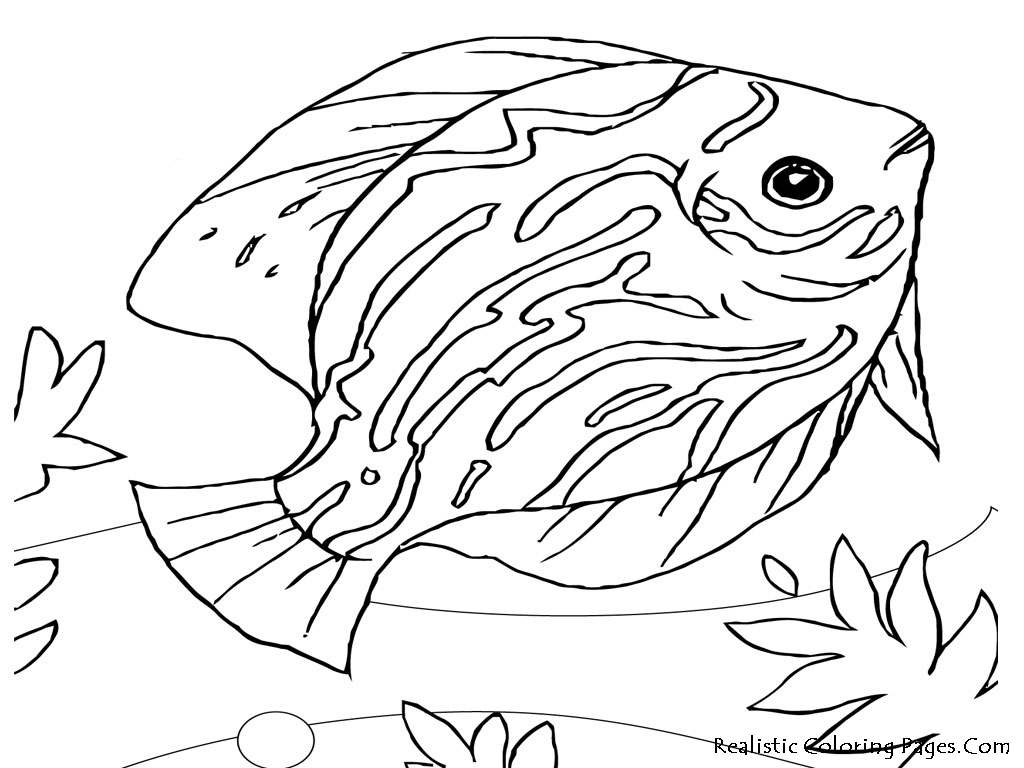 1024x768 Ocean Animals Coloring Pages Sea Life Coloring Pages Presented