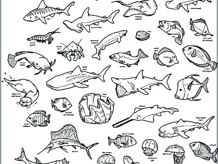 440x330 Printable Ocean Pictures Printable Ocean Coloring Pages Ocean