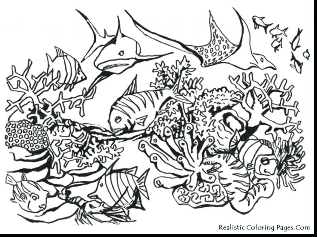 1024x768 Coloring Pages ~ Sea Animal Coloring Pages Beautiful Realistic