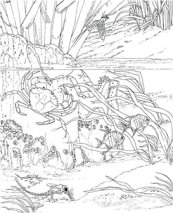 583x720 Ocean Coloring Page