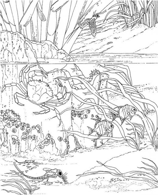 520x642 Adult Ocean Coloring Pages Printable Coloring Page For Adults