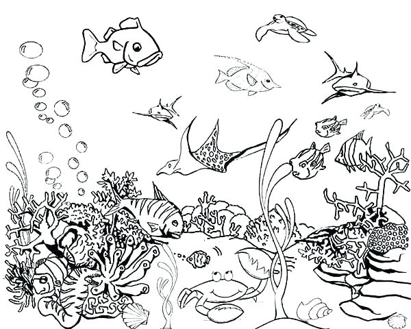 600x480 Realistic Fish Coloring Pages Drawn Gold Fish Tropical Fish 3