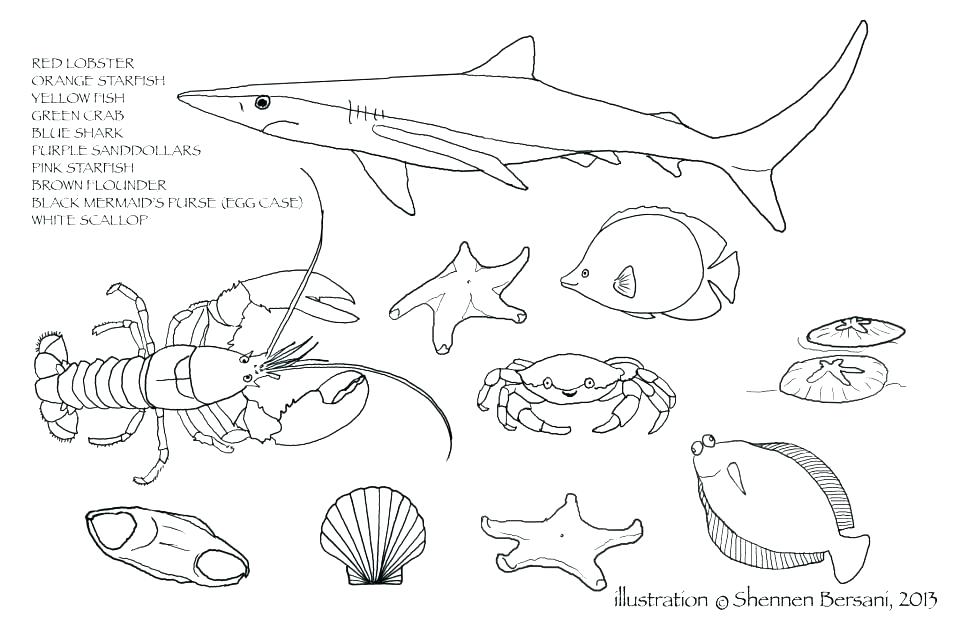 960x625 Ocean Life Coloring Pages Ocean Floor Coloring Pages Marine