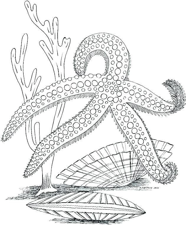 630x763 Ocean Coloring Pages Pdf Under The Ocean Coloring Pages Ocean Life