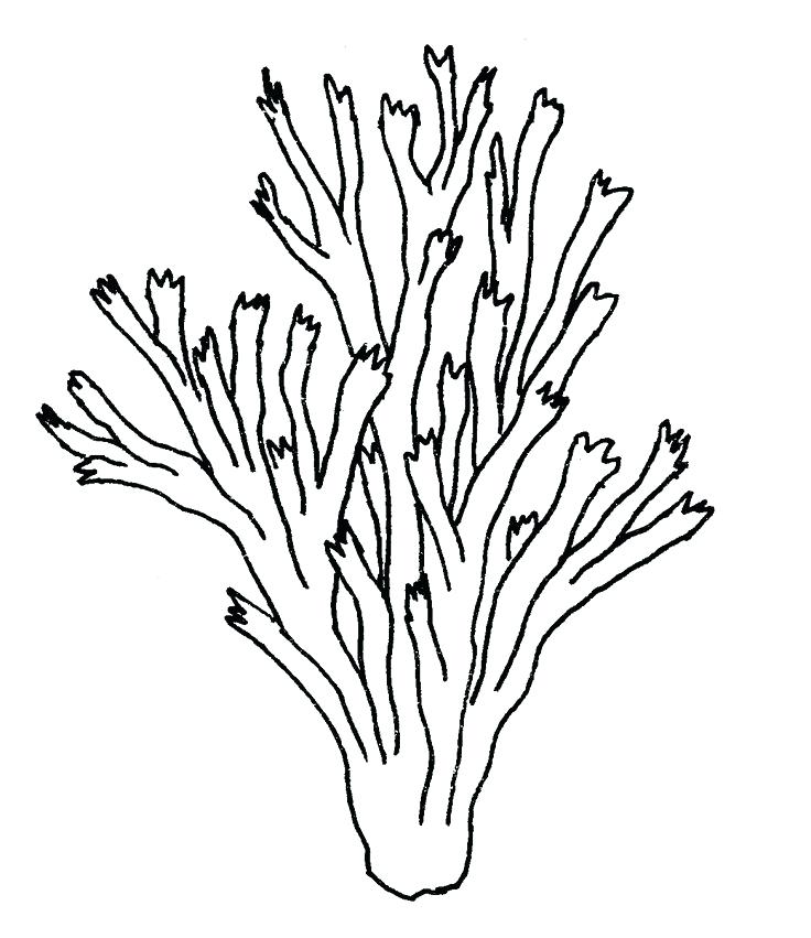 736x851 Ocean Plants Coloring Pages Ebestbuyvn.co