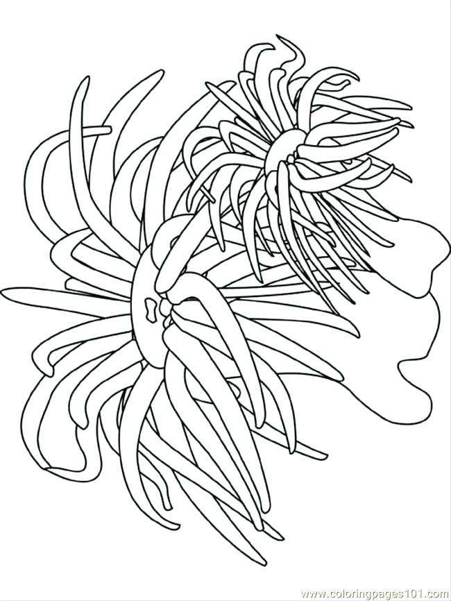 650x866 Ocean Plants Coloring Pages