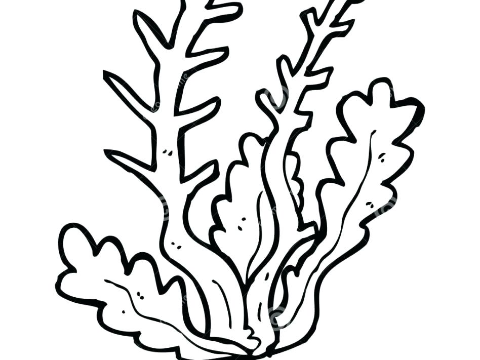 948x711 Seaweed Coloring Pages Plants Coloring Pages Seaweed Coloring